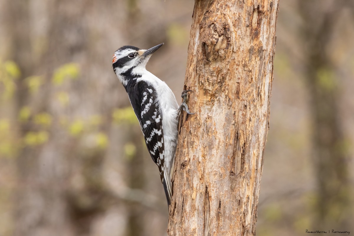 Hairy Woodpecker (Eastern) - Pamela Weston