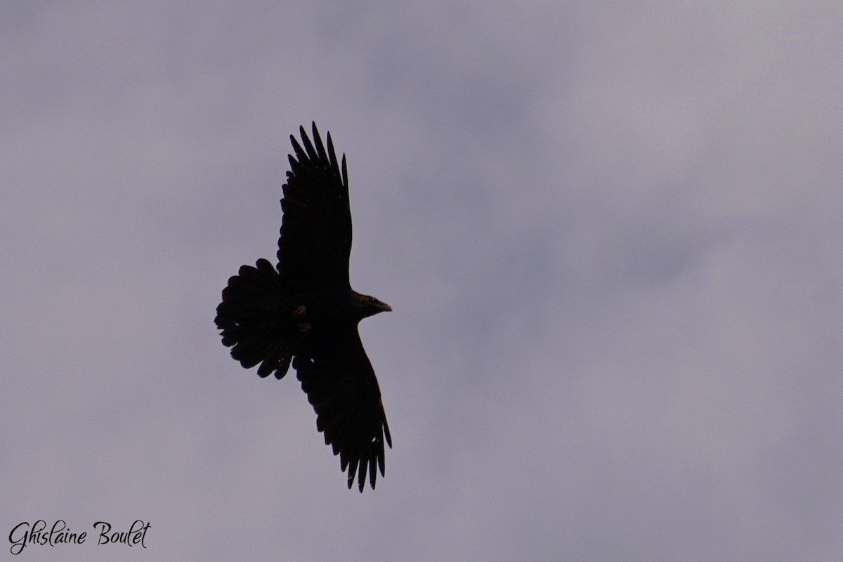 Common Raven - Réal Boulet 🦆