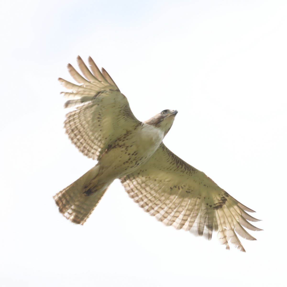 Red-tailed Hawk - ML618229849