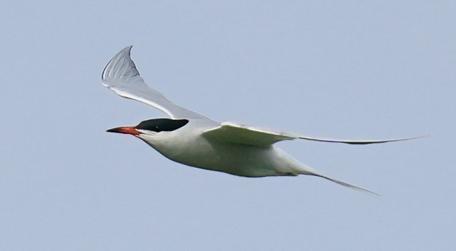 Common Tern - Jane Mygatt