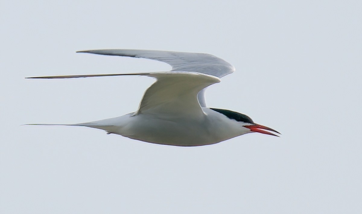 Common Tern - ML618229919
