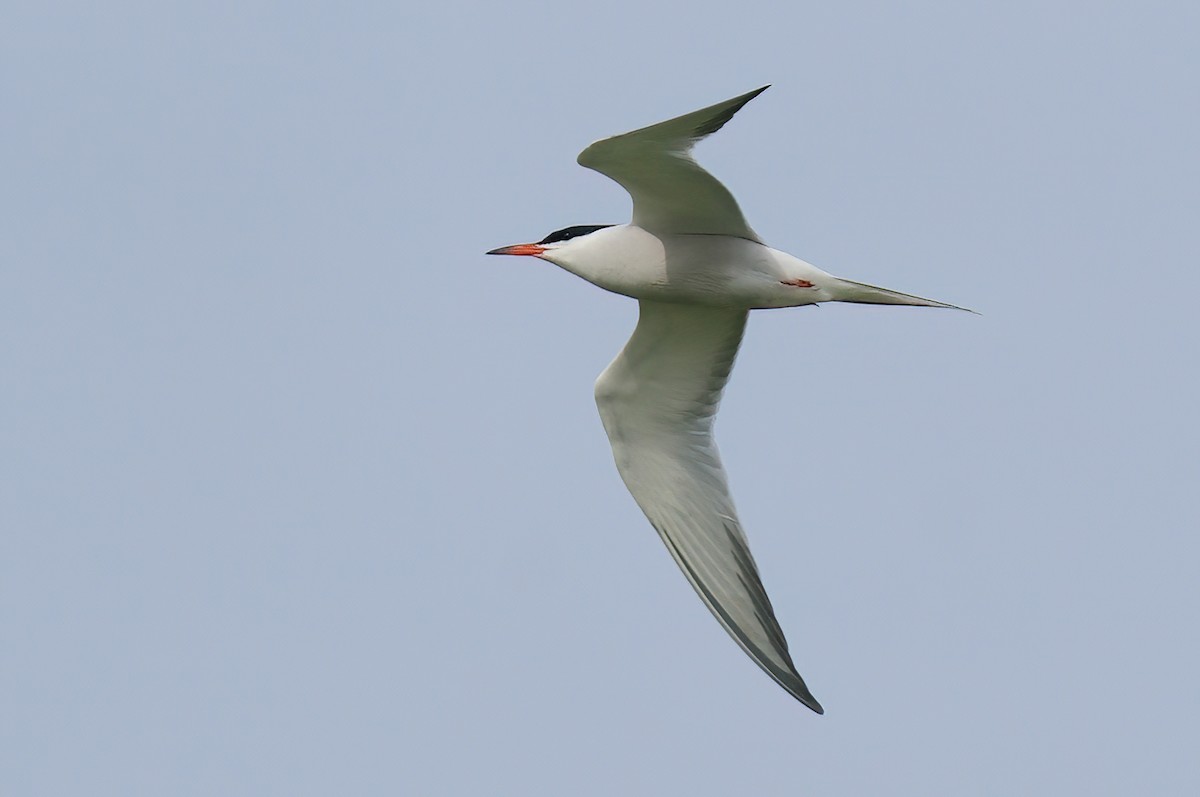 Common Tern - Jane Mygatt
