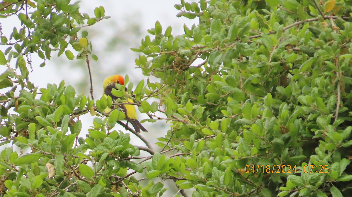 Western Tanager - ML618229983