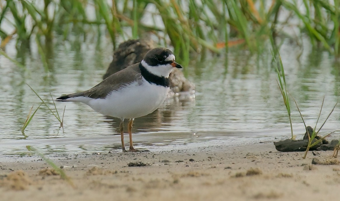 Semipalmated Plover - ML618230030