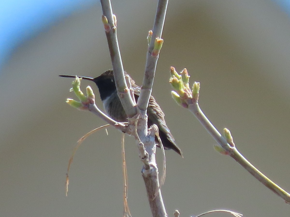 Black-chinned Hummingbird - ML618230051