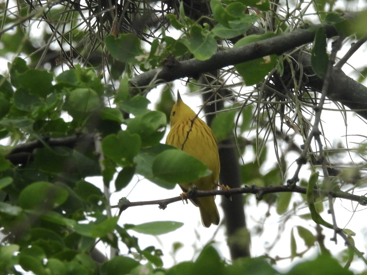 Yellow Warbler - ML618230052