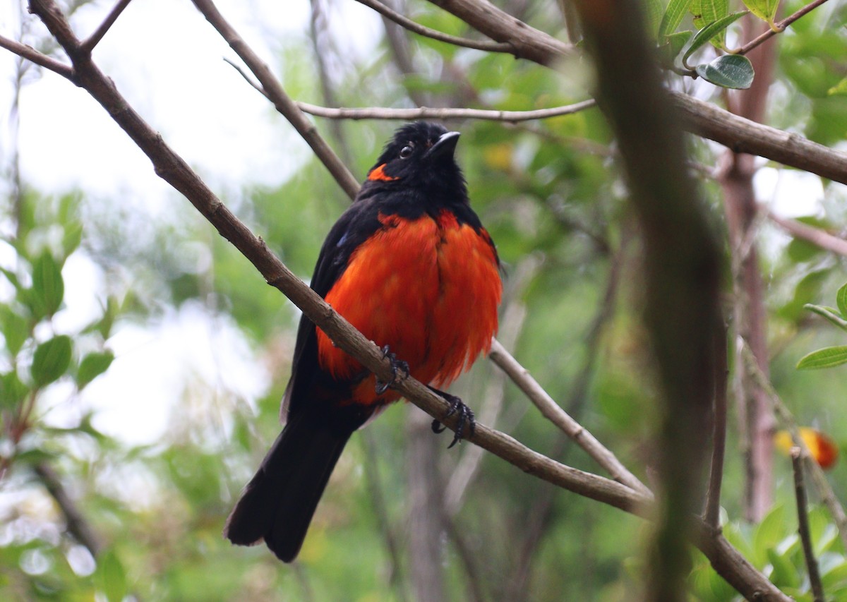 Scarlet-bellied Mountain Tanager - ML618230080