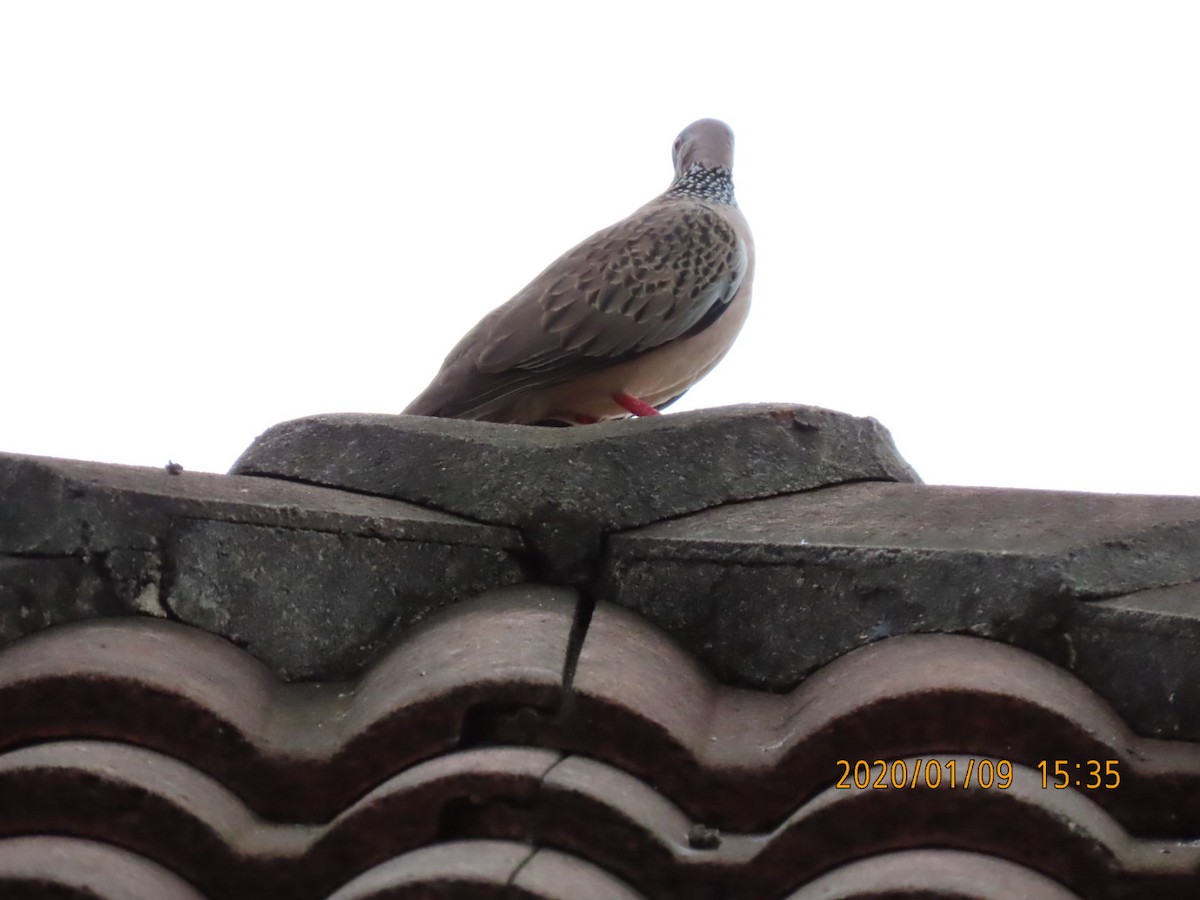 Spotted Dove - sachi yamami