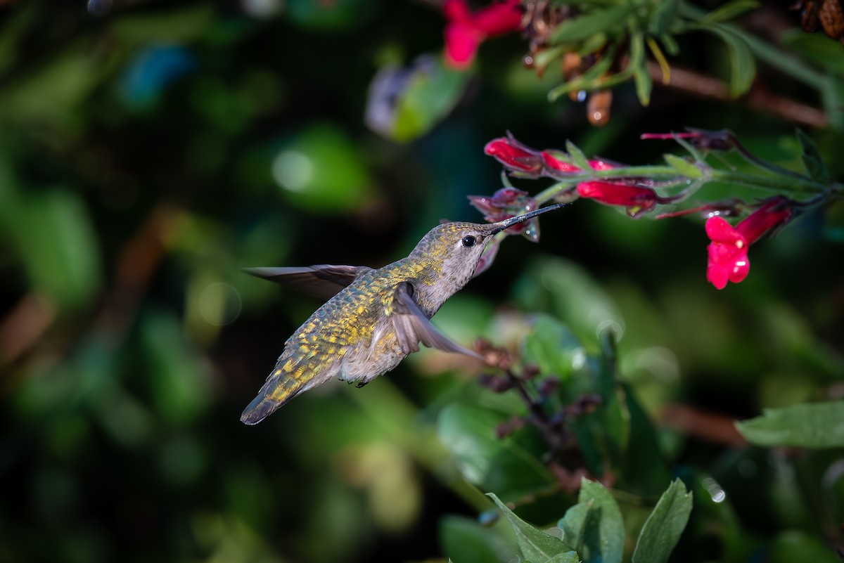 Anna's Hummingbird - William Weaver