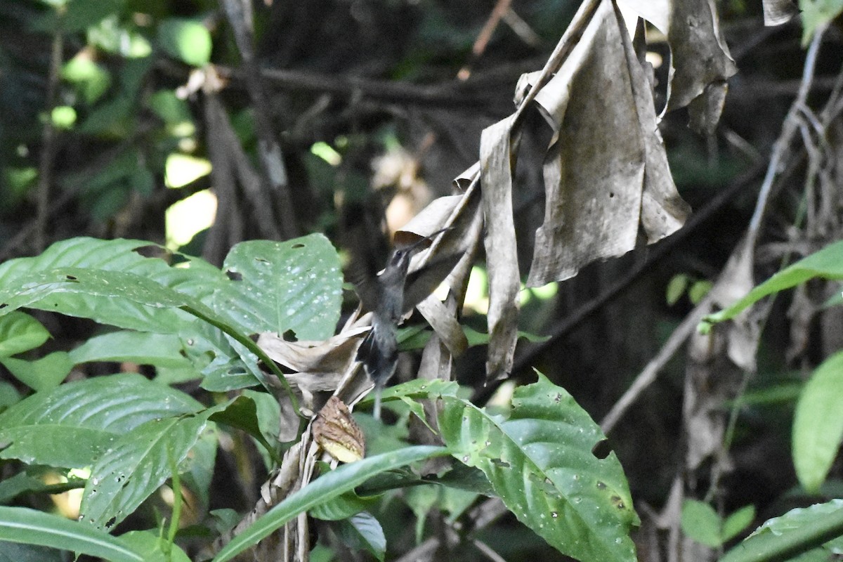 kolibřík běloknírkový - ML618230109