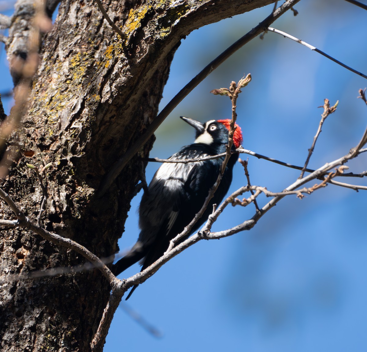 Acorn Woodpecker - ML618230138