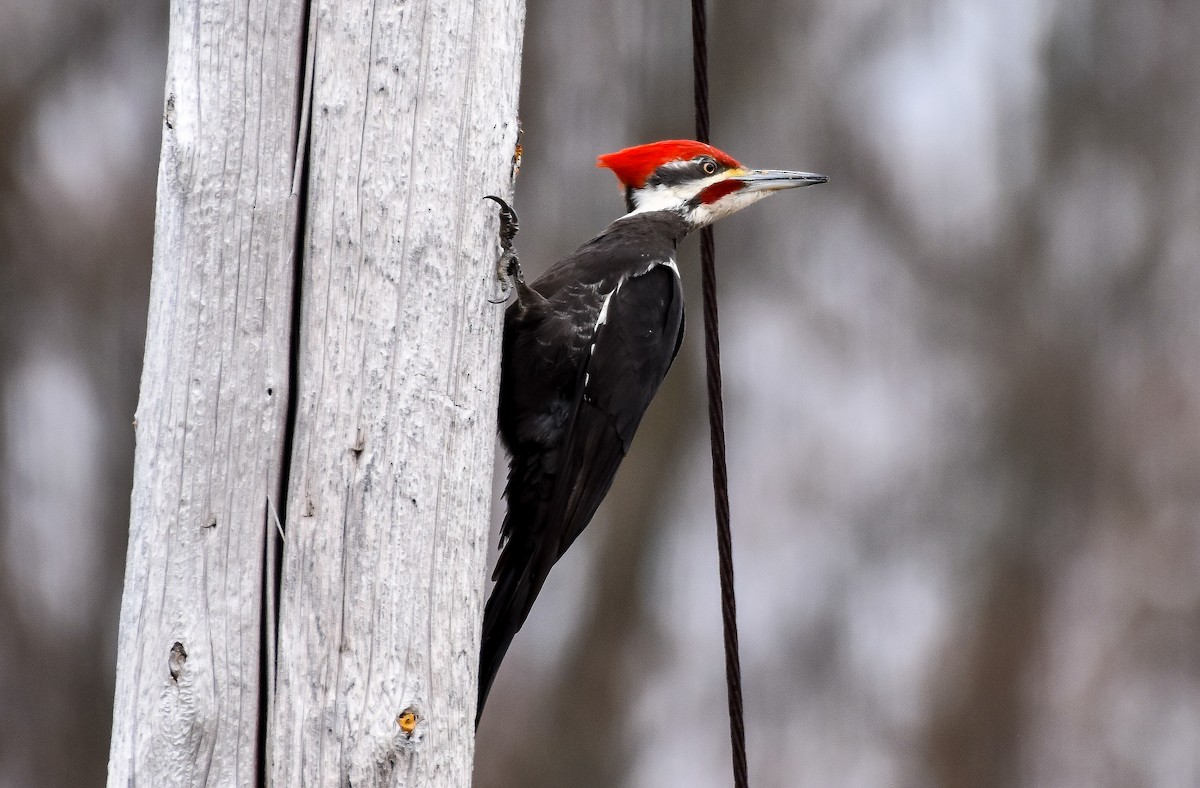 Pileated Woodpecker - Garry Waldram