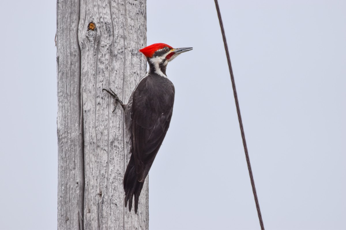 Pileated Woodpecker - Garry Waldram