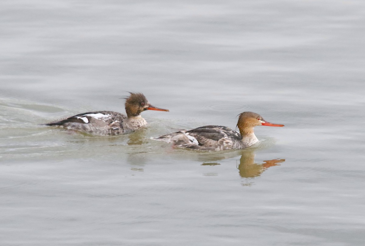 Red-breasted Merganser - Eric Walters