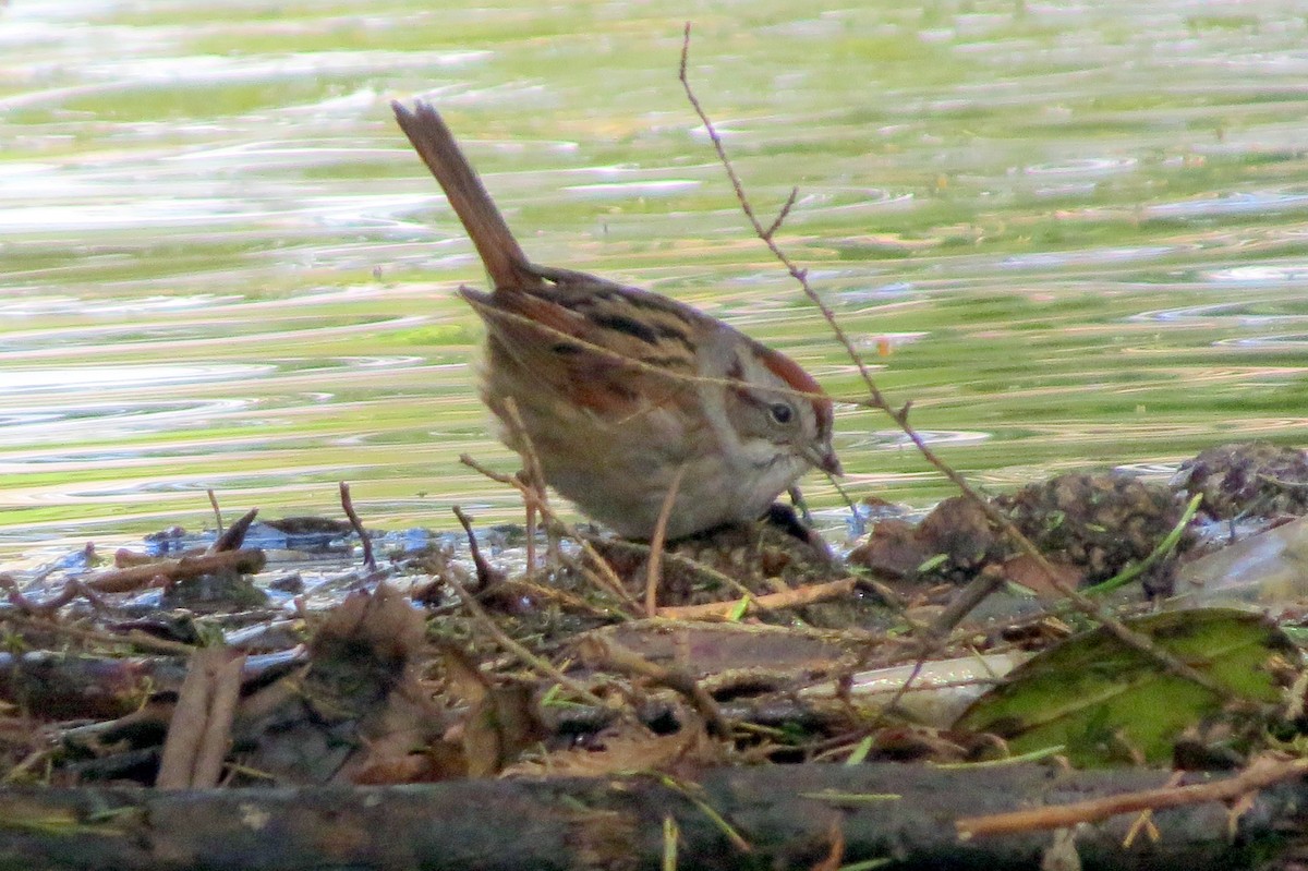 Swamp Sparrow - ML618230175