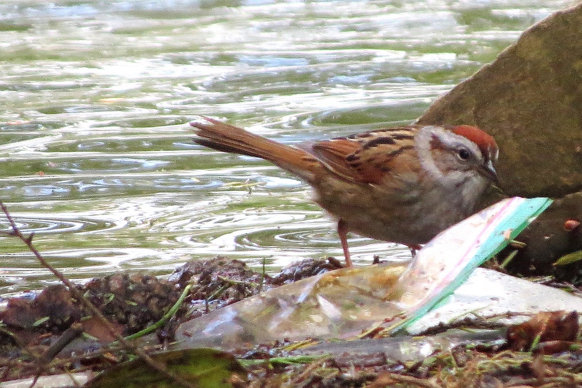 Swamp Sparrow - ML618230176