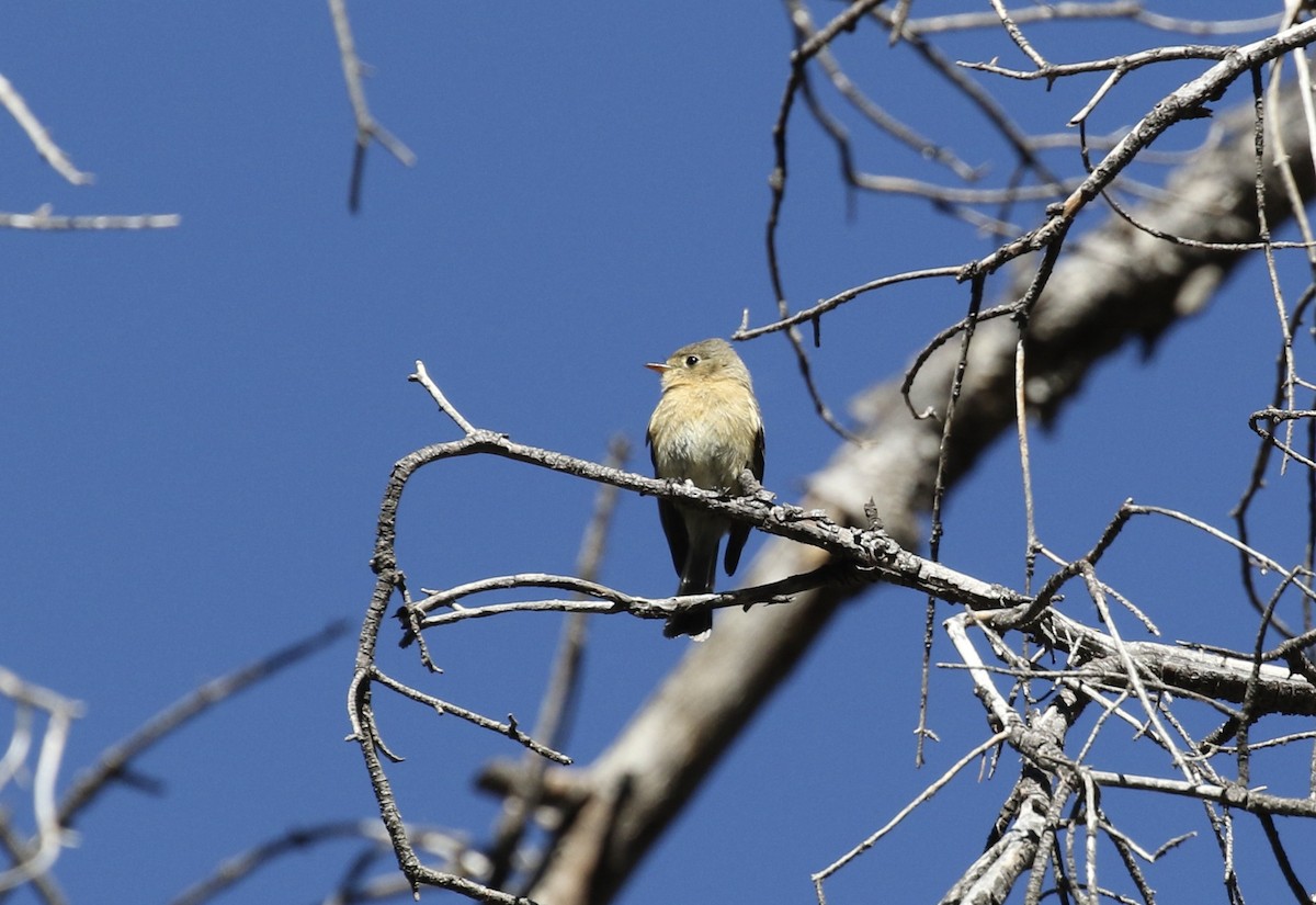 Buff-breasted Flycatcher - Mary Backus