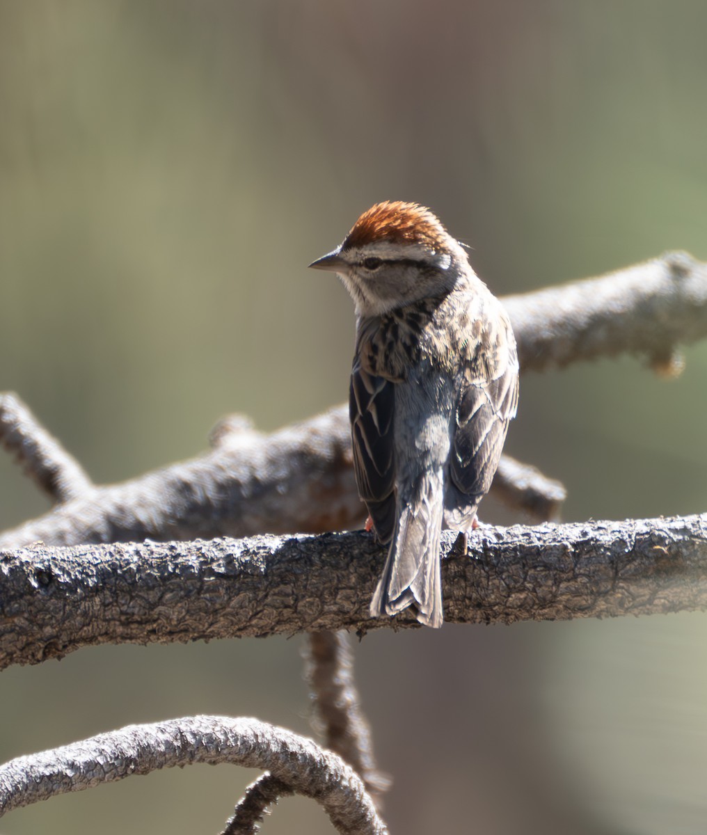 Chipping Sparrow - ML618230193
