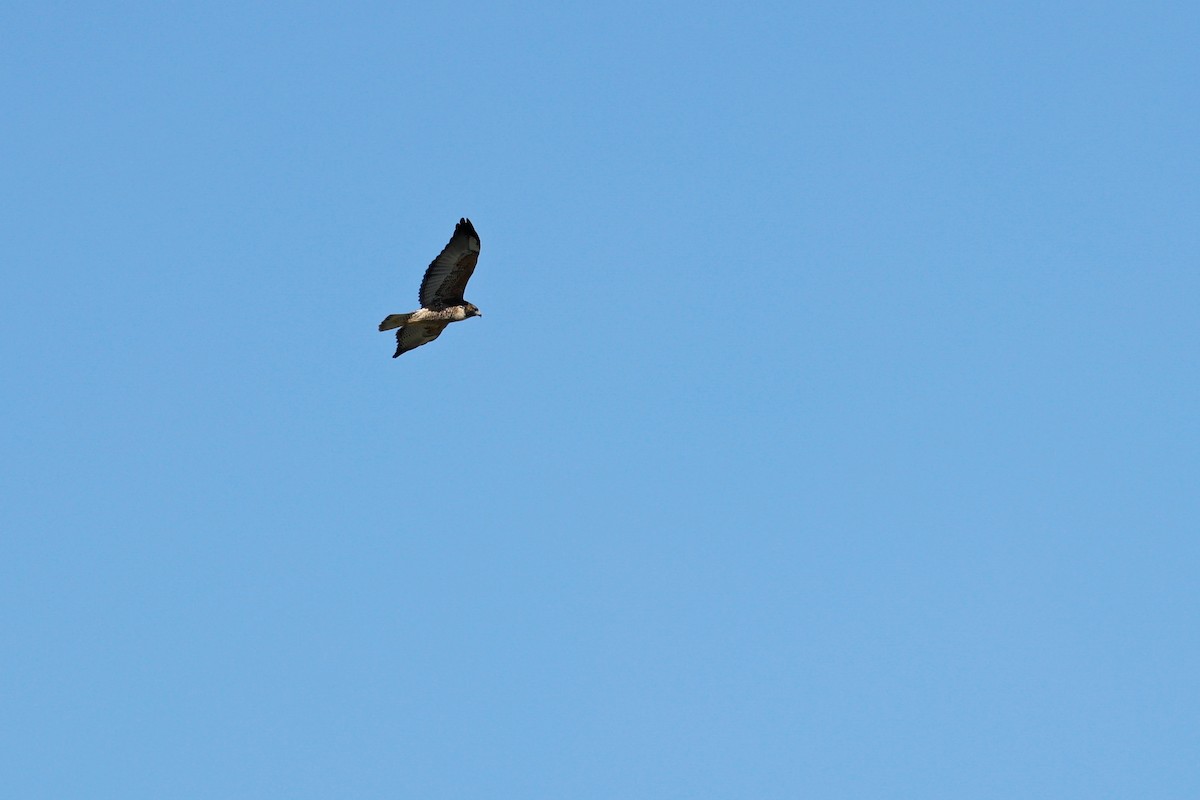 White-tailed Hawk - Martín Andrés Carrizo