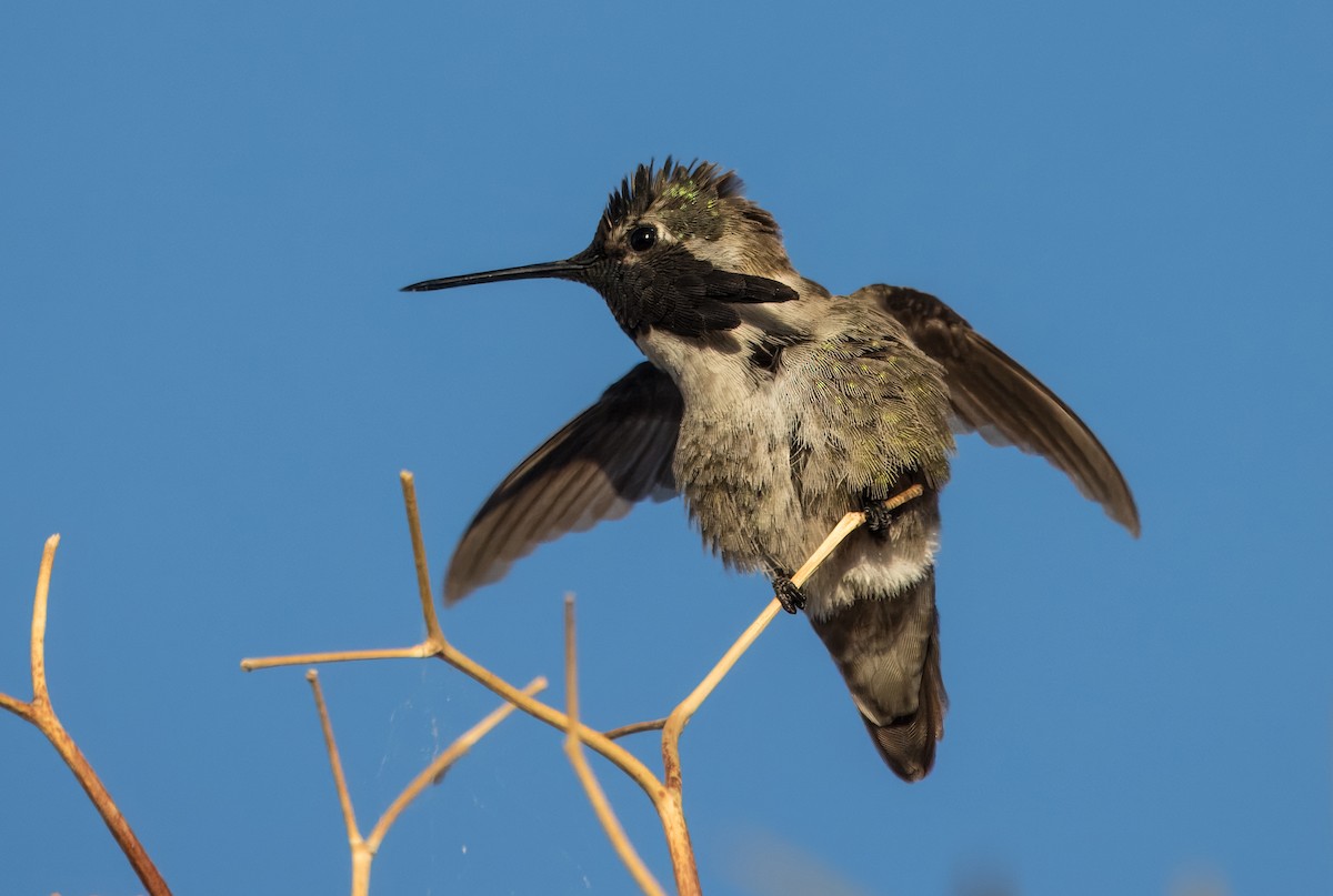 Costa's Hummingbird - ML618230253
