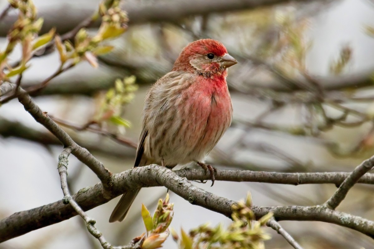 House Finch - Normand Laplante