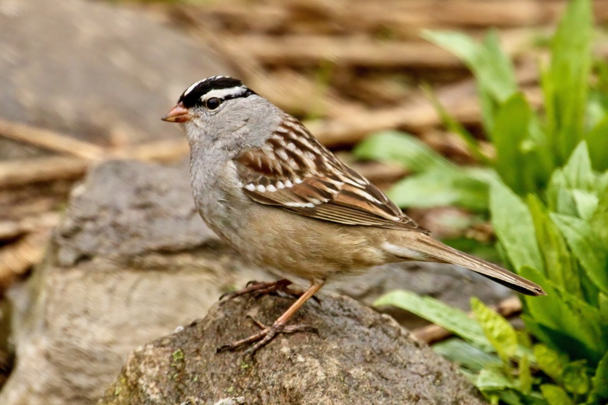 White-crowned Sparrow - Normand Laplante