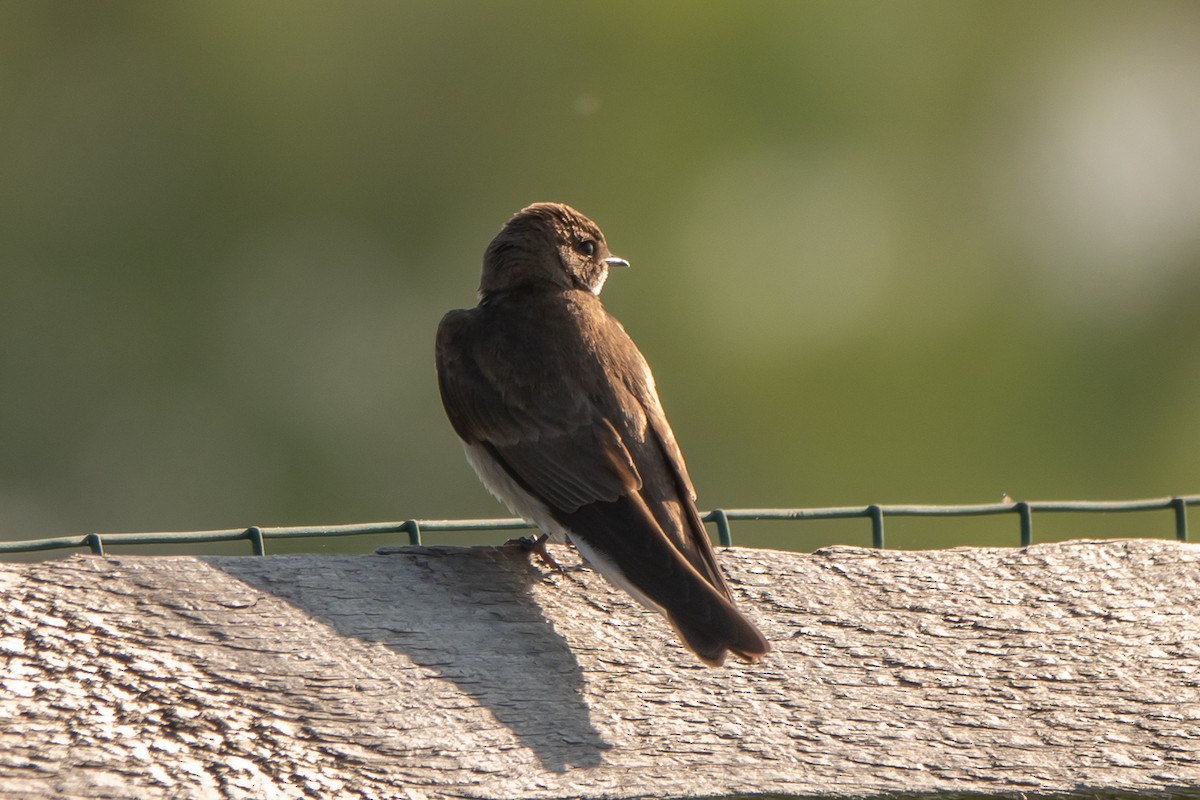 Northern Rough-winged Swallow - Marilyn Henry