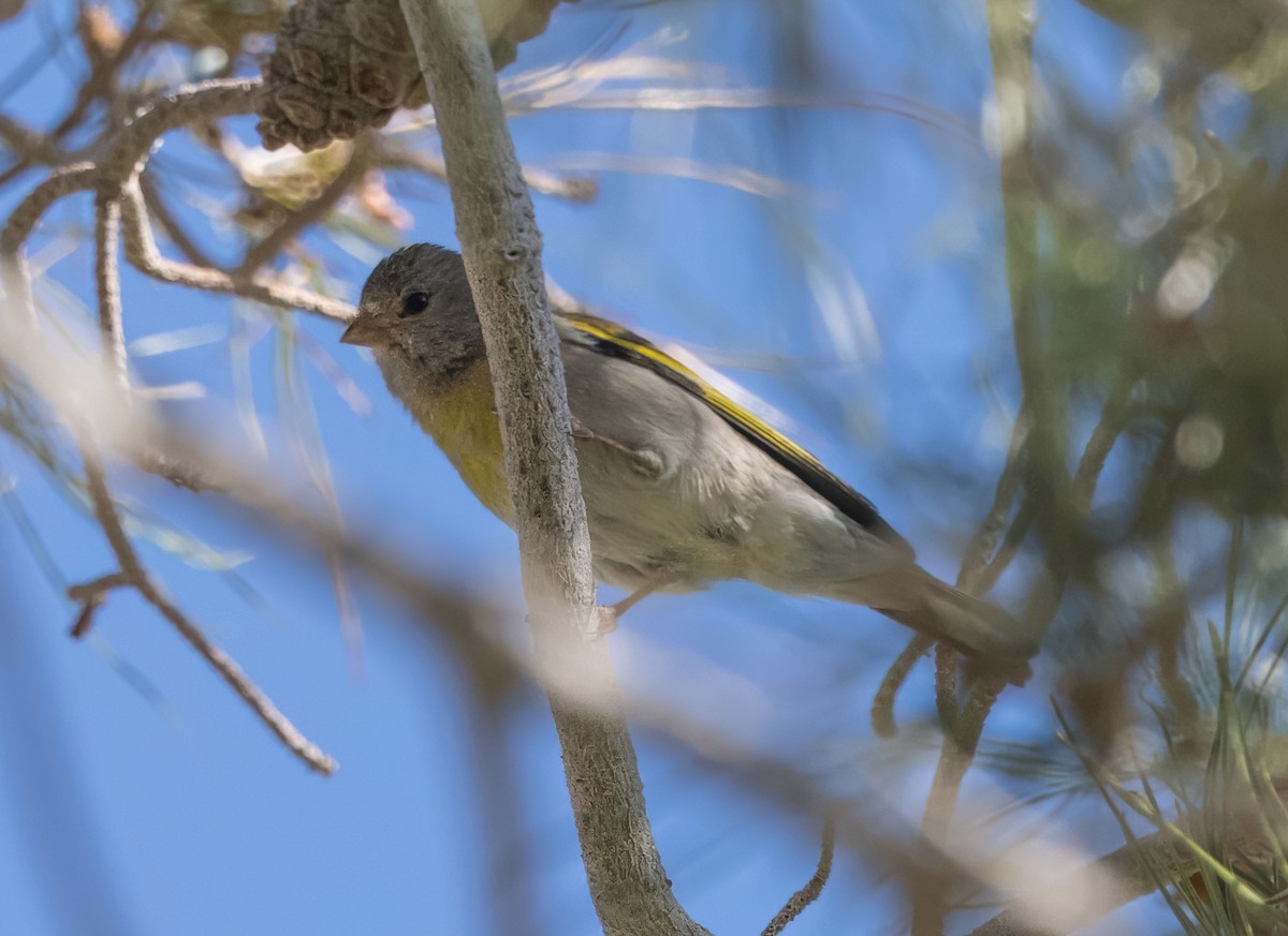 Lawrence's Goldfinch - ML618230319
