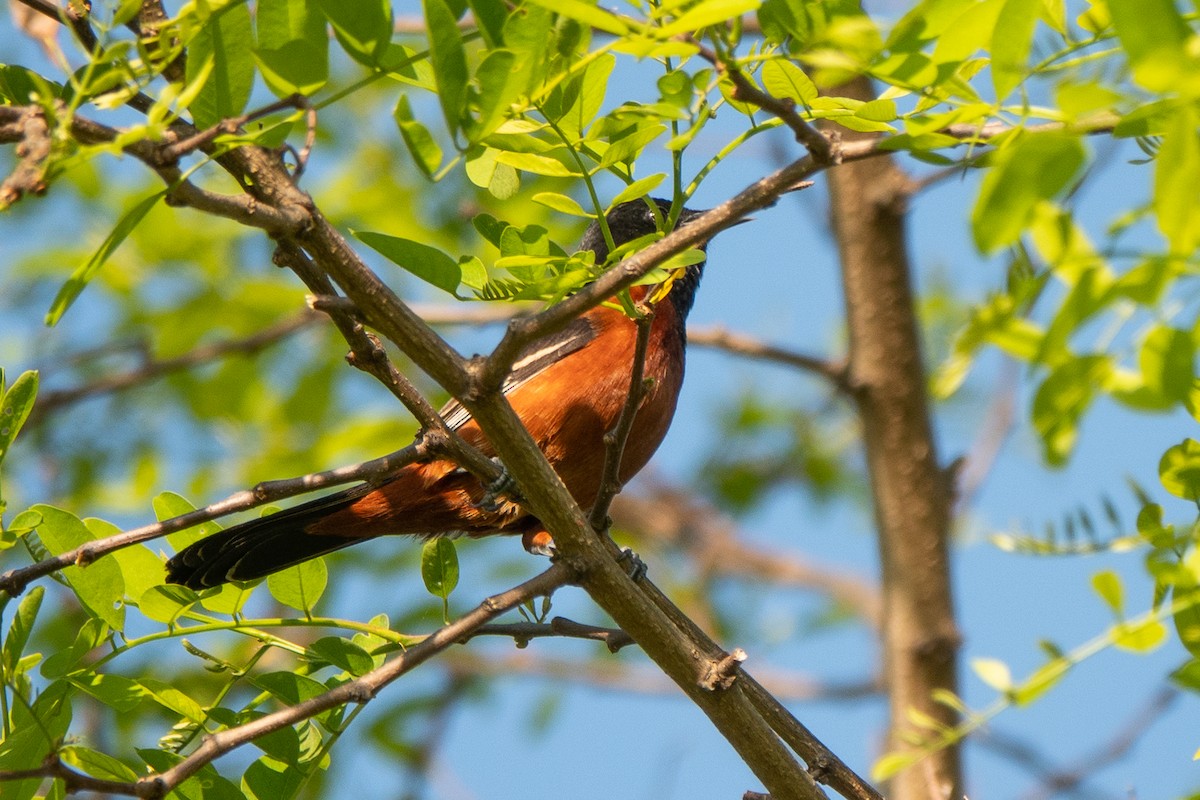 Orchard Oriole - ML618230351
