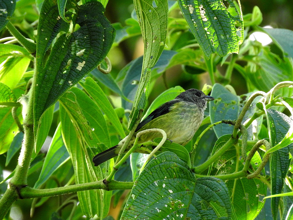 Black-headed Tanager - ML618230481