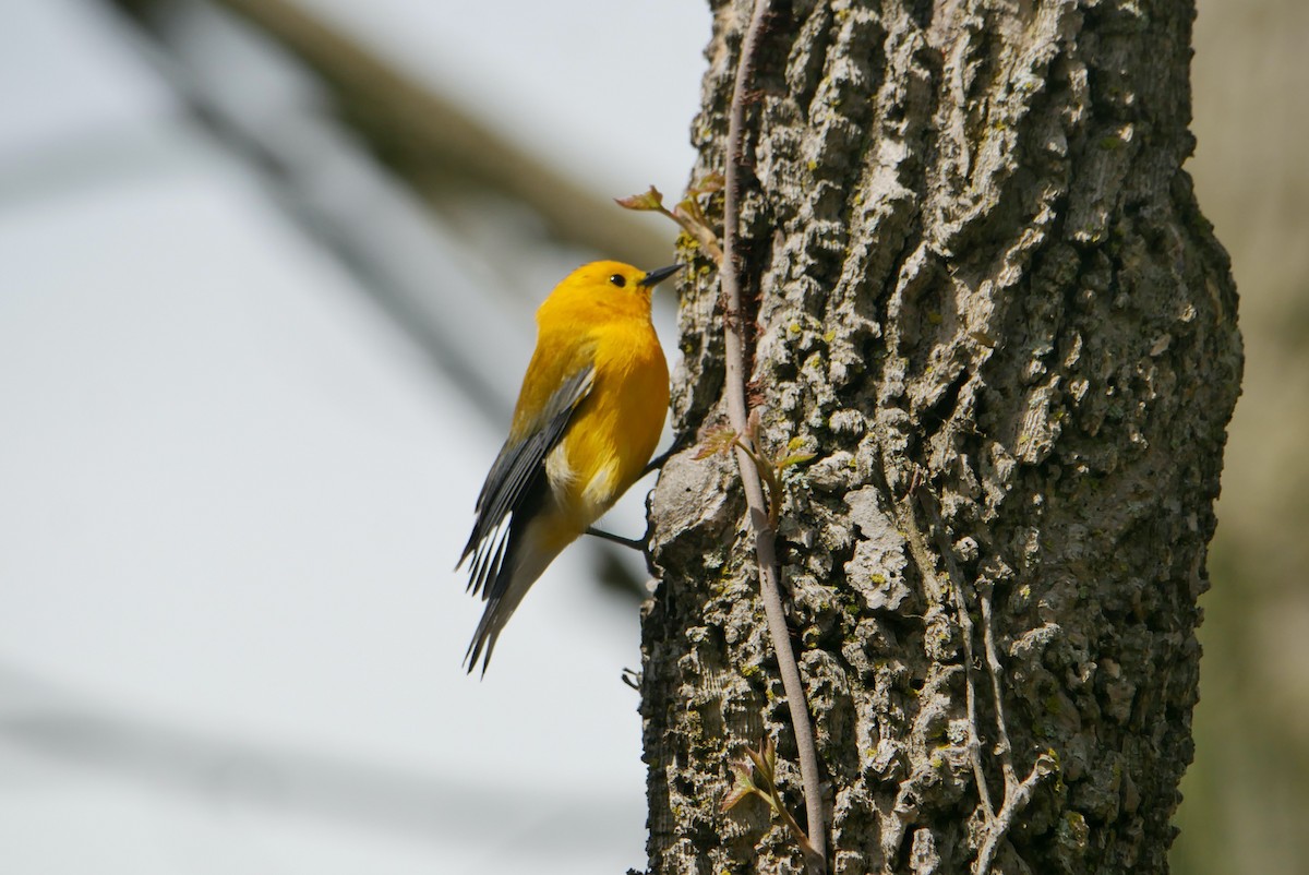 Prothonotary Warbler - ML618230556