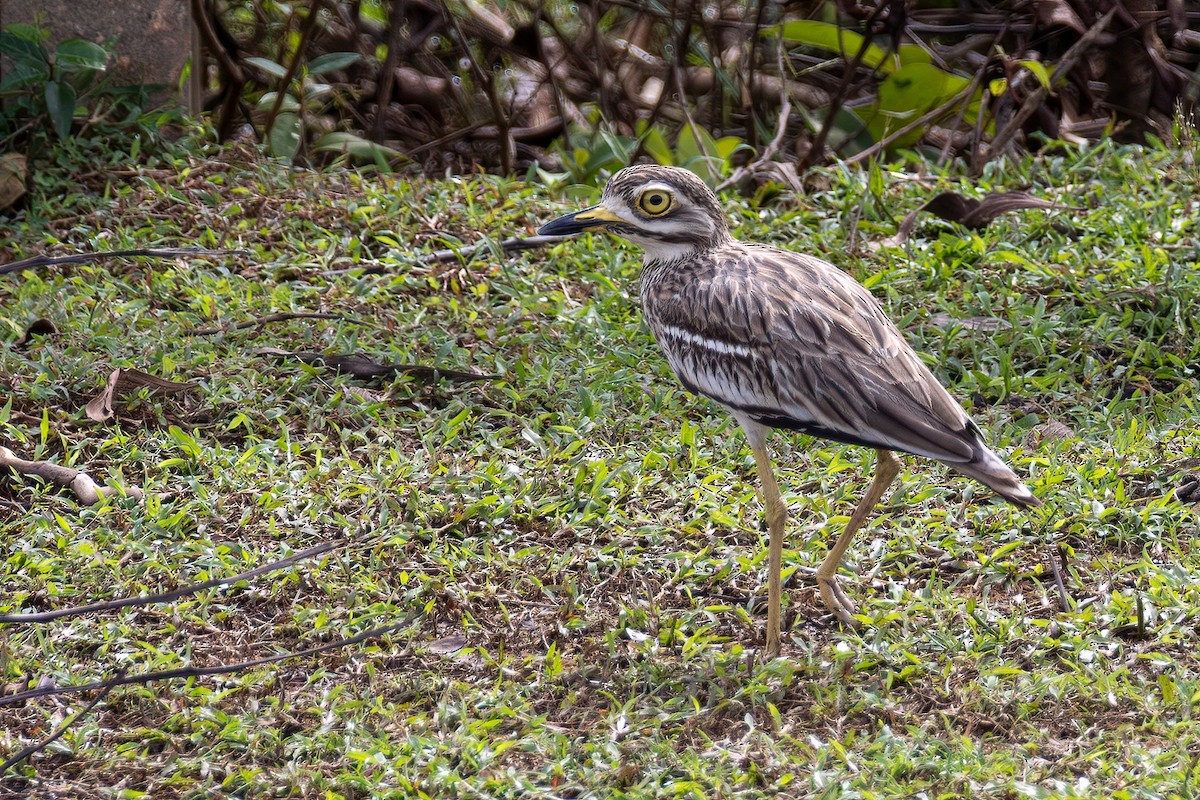 Indian Thick-knee - ML618230621