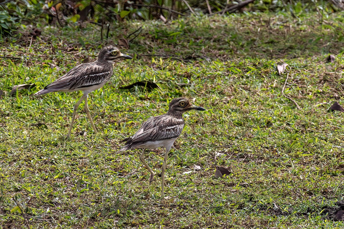 Indian Thick-knee - ML618230622