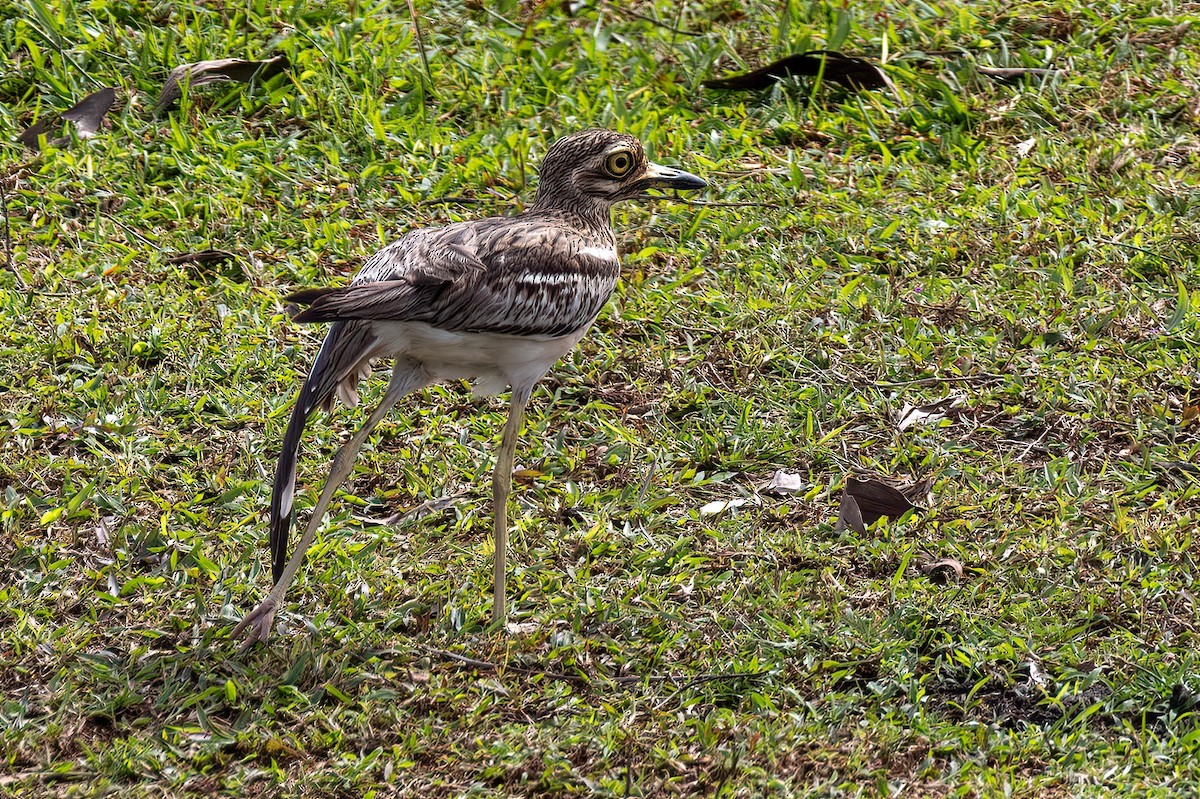 Indian Thick-knee - ML618230623