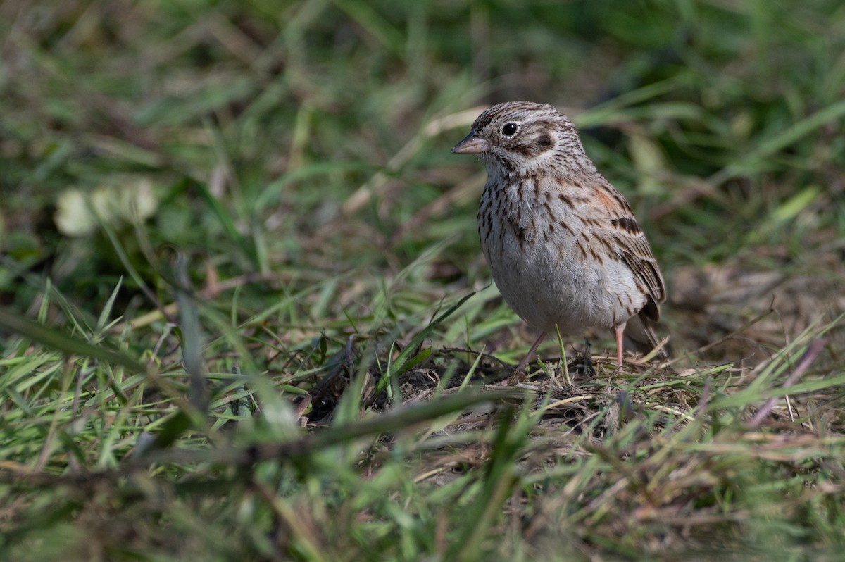 Vesper Sparrow - Owen Sinkus
