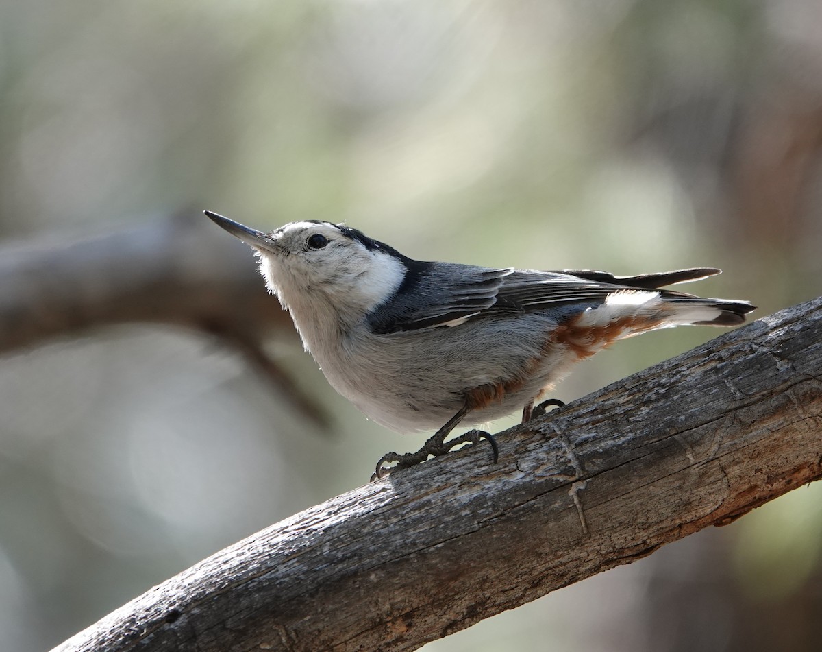 White-breasted Nuthatch - Rene Laubach