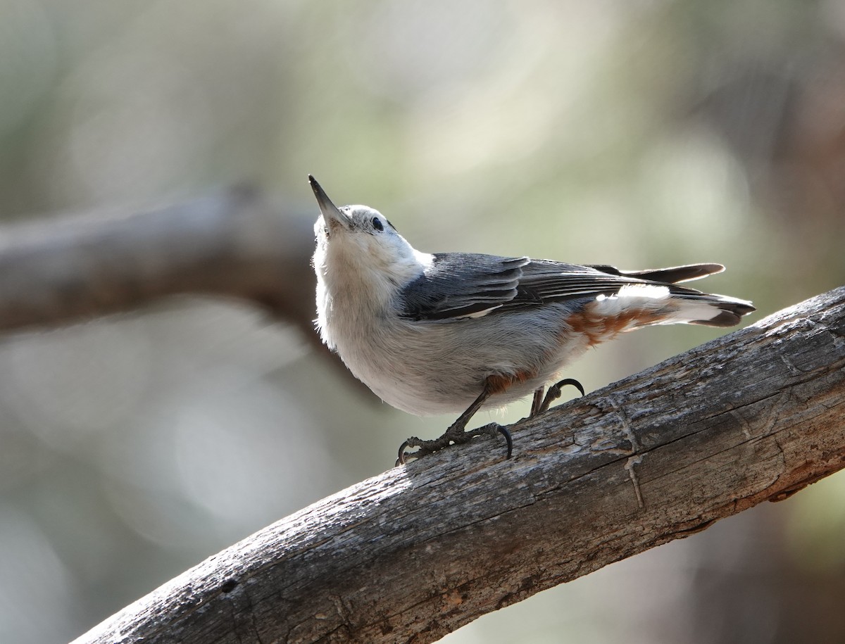White-breasted Nuthatch - ML618230699