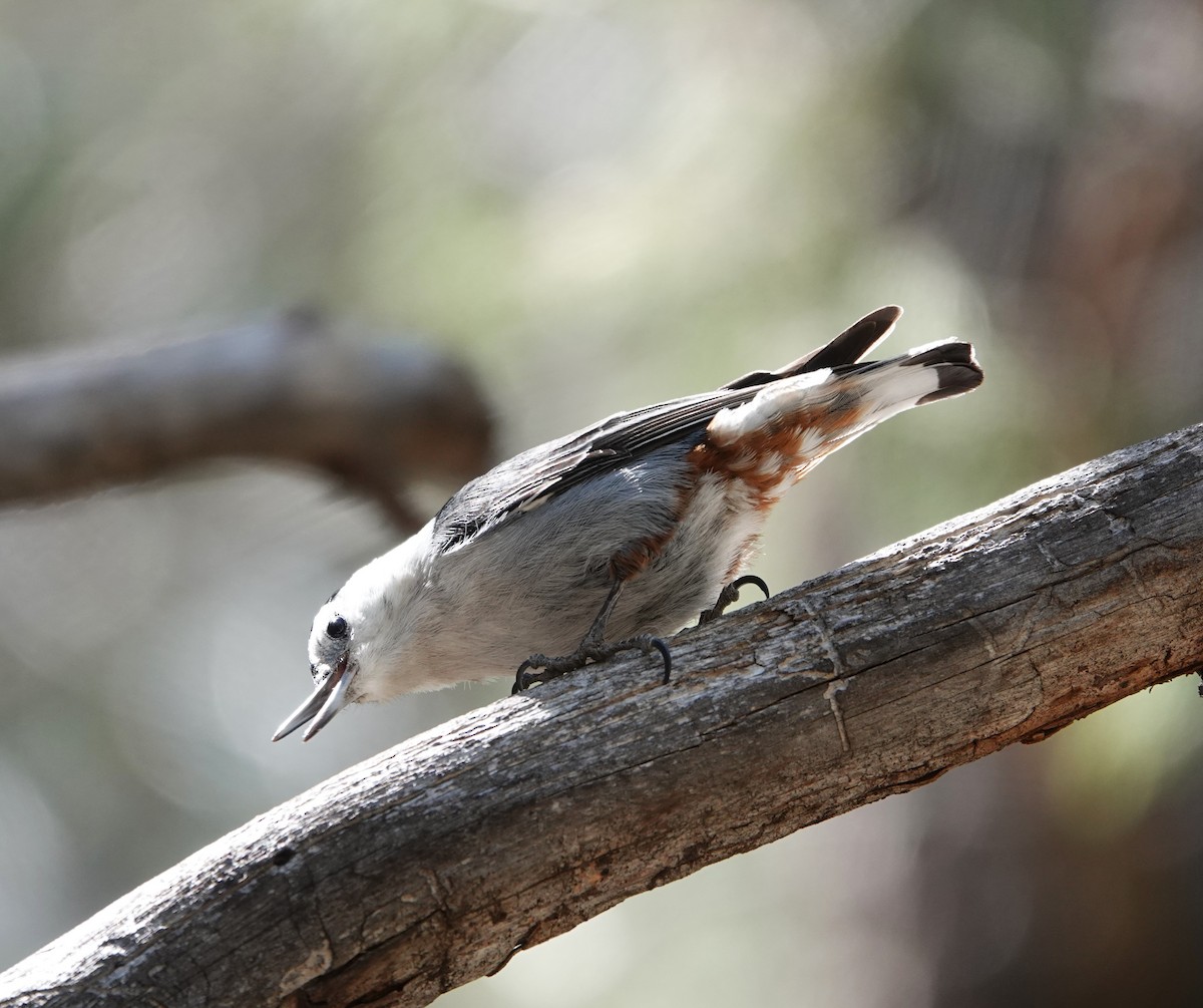 White-breasted Nuthatch - ML618230718