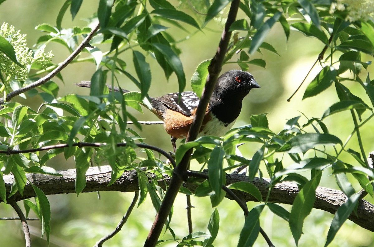Spotted Towhee - ML618230719