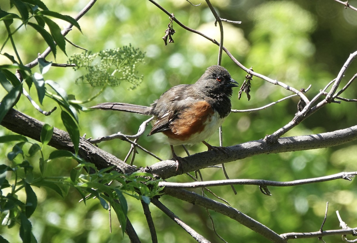 Spotted Towhee - Andy N