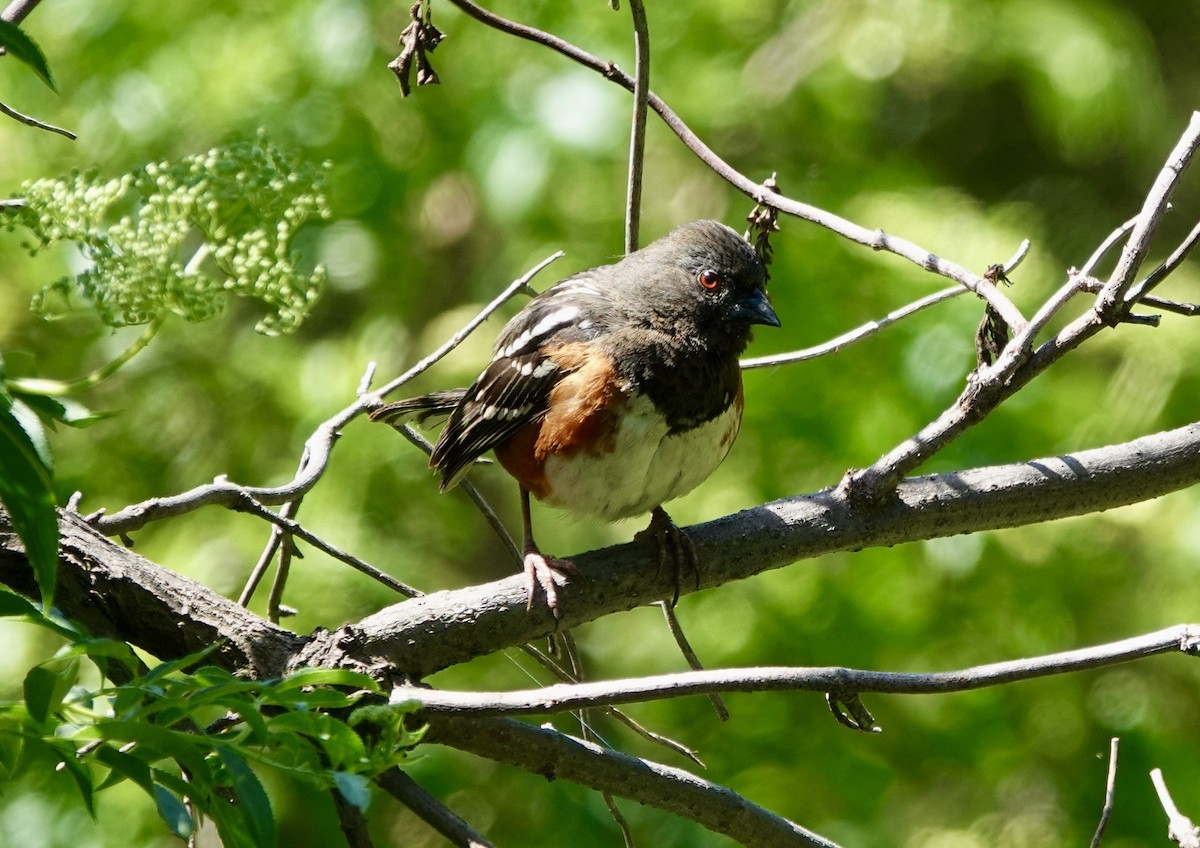 Spotted Towhee - ML618230722