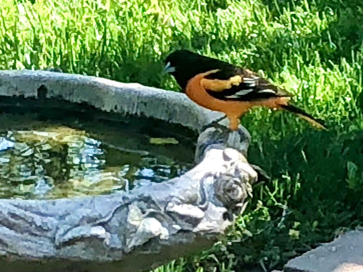 Baltimore Oriole - Micky Louis