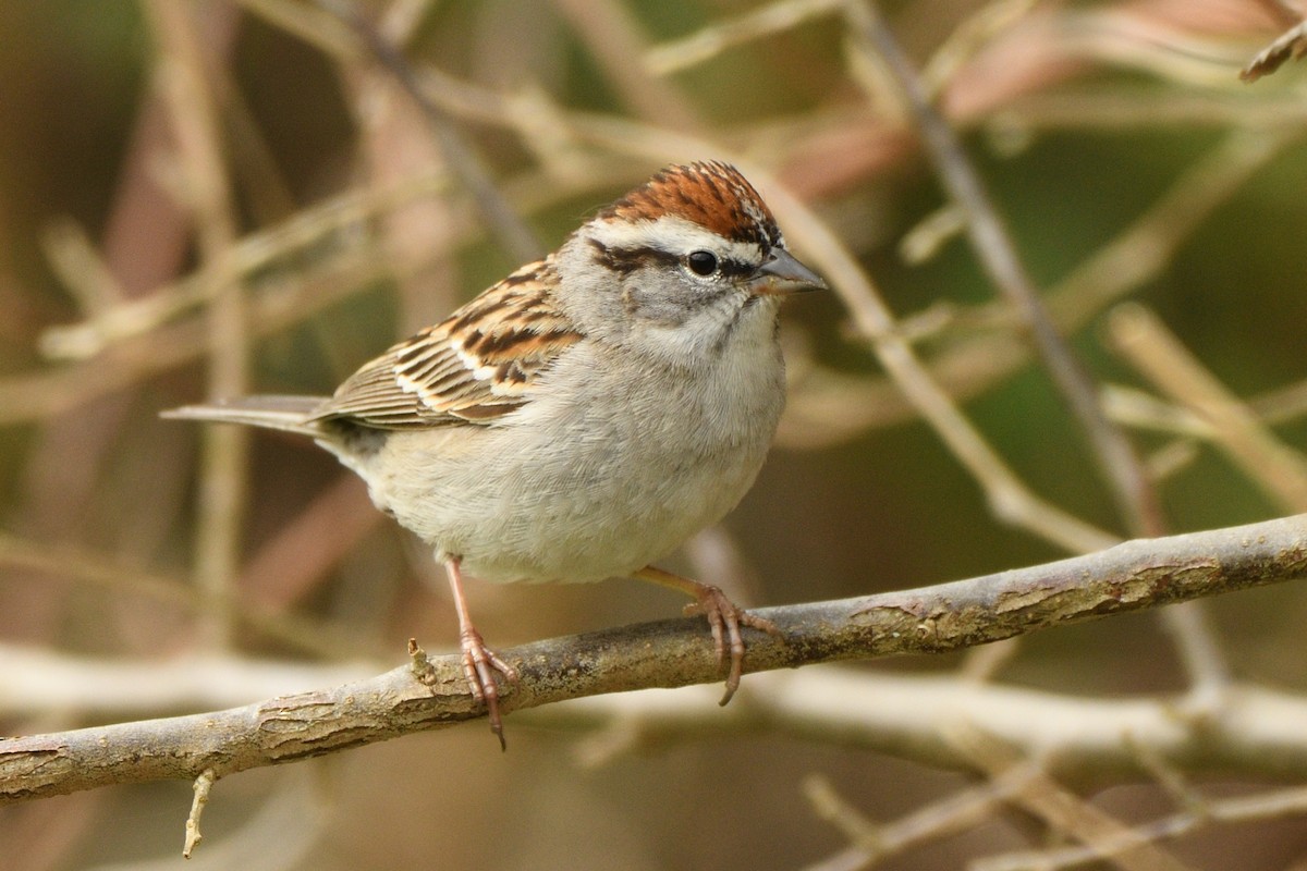 Chipping Sparrow - Megan Gray