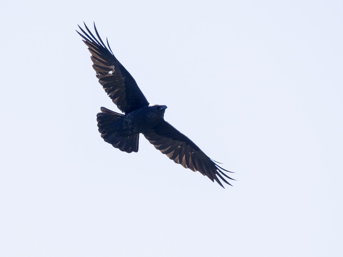 Common Raven - ML618230858