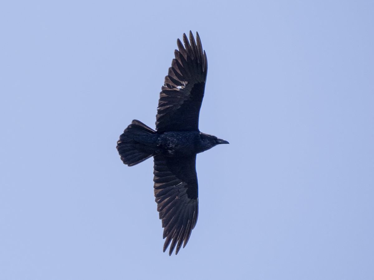Common Raven - ML618230859