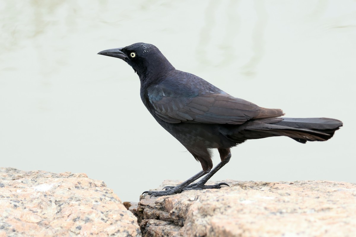 Great-tailed Grackle - ML618230863