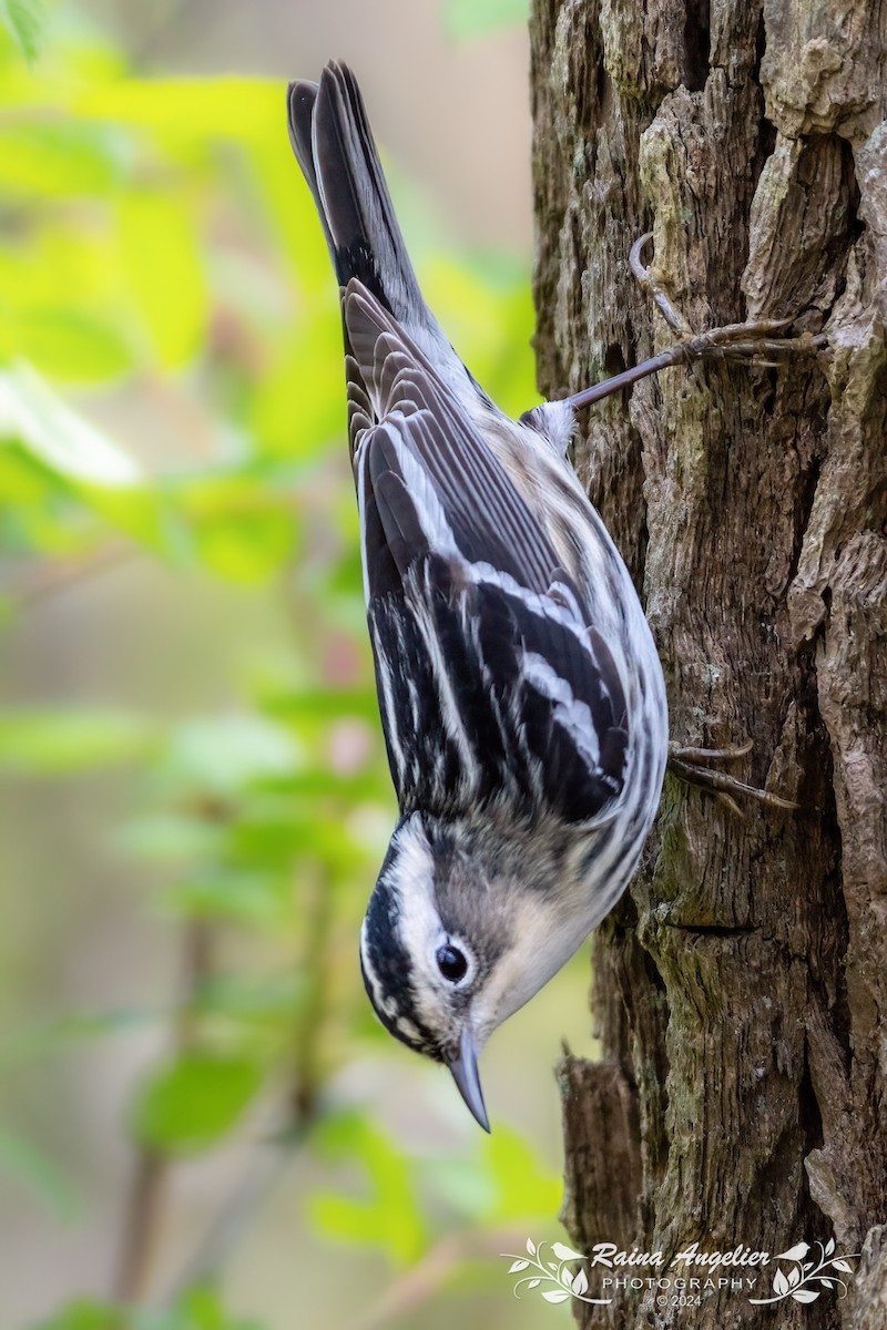 Black-and-white Warbler - ML618230866
