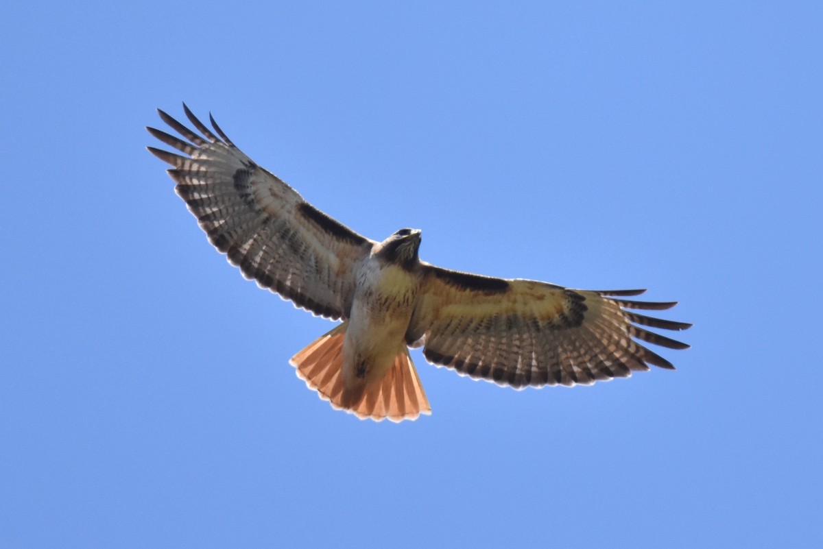 Red-tailed Hawk - ML618230880