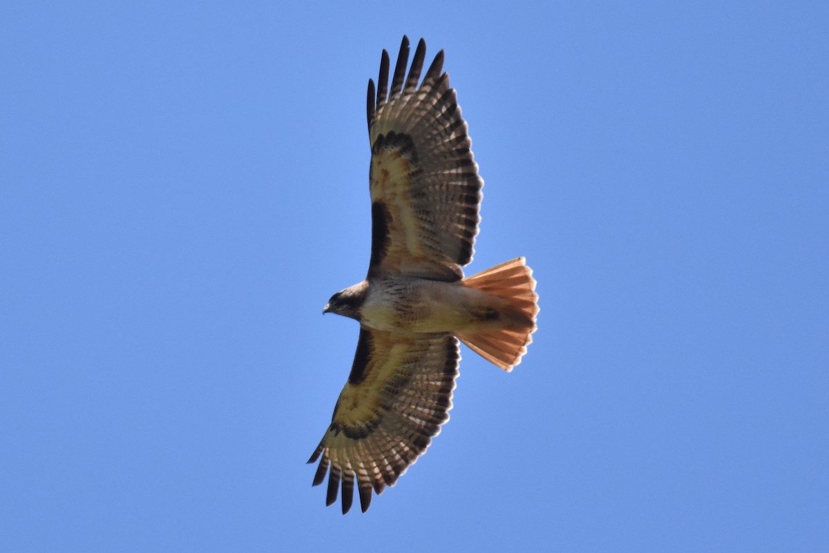 Red-tailed Hawk - ML618230881