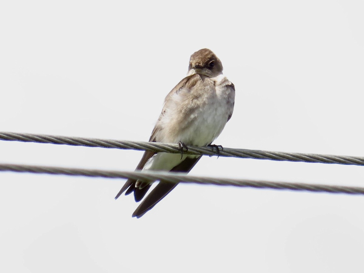 Northern Rough-winged Swallow - ML618230890